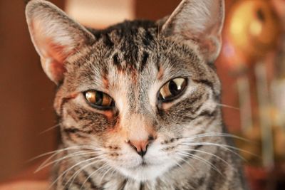 Close-up portrait of a cat