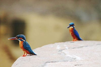 Kingfishers perching on rock
