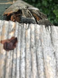 Close-up of lizard on wood