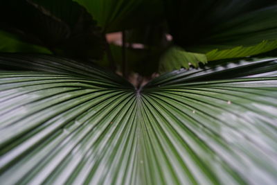 Close-up of palm leaves