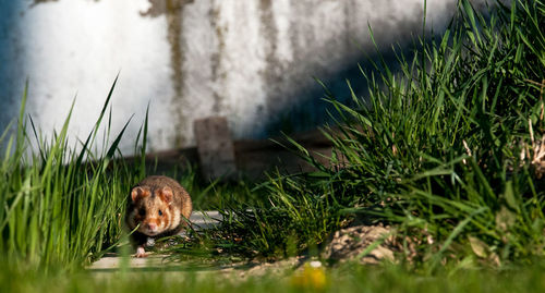 High angle view of cat on field