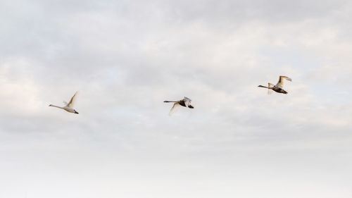 Low angle view of swans flying in sky