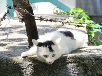 Portrait of white cat