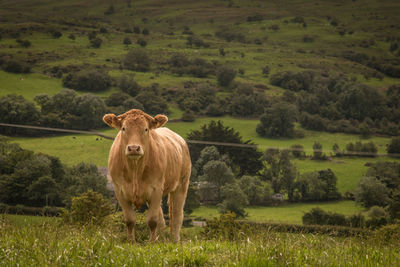 Cow standing in a field