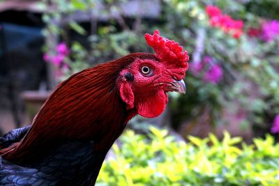 Close-up of a parrot