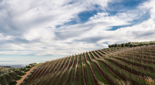 Scenic view of agricultural field against sky