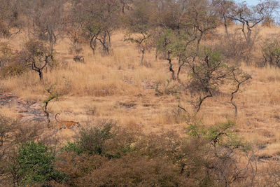 Scenic view of forest