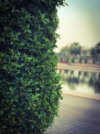 Close-up of ivy growing on tree