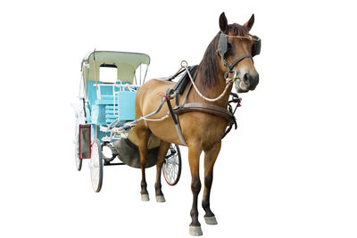horse harness