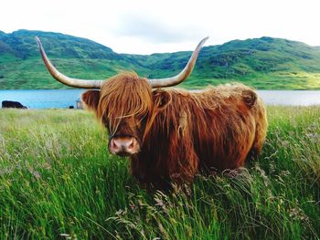 Cow standing on field against sky