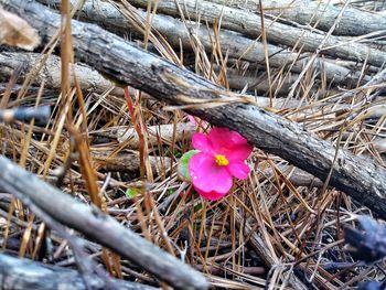 Close-up of pink flowers