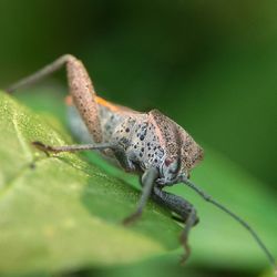 Close-up of insect on leaf