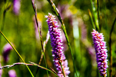 Close-up of purple flowering plants