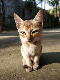 Cute little cat