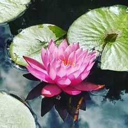 Close-up of lotus water lily in pond