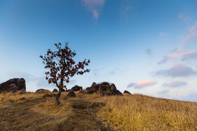 Tree on field against sky