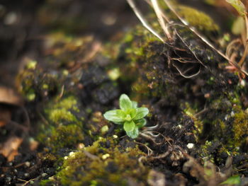 Close-up of plant growing on field