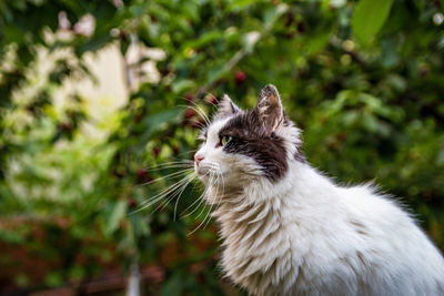 Close-up of cat sitting outdoors