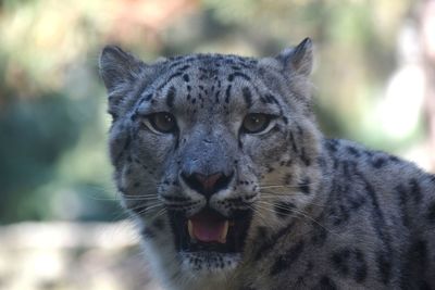 Close-up portrait of snow leopard