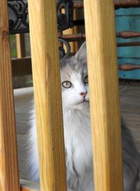 Portrait of calico cat looking through railing