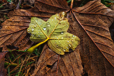 High angle view of raindrops on maple leaves
