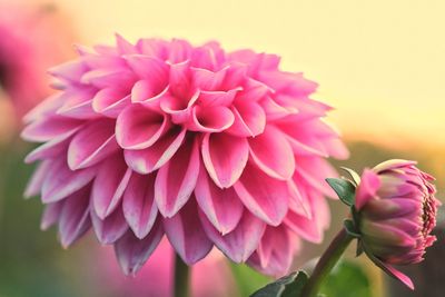 Close-up of pink dahlia flowers