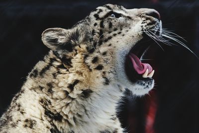 Close-up of a cat