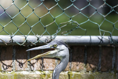 Close-up of a bird on chainlink fence