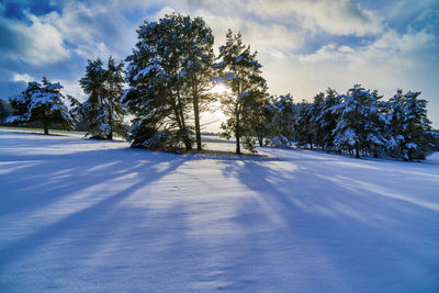 Trees on snow covered field against sky