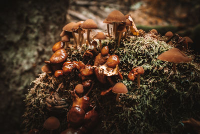 Close-up of mushrooms growing on field