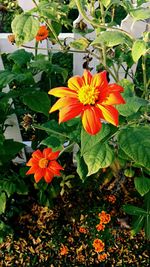 Close-up of orange flowers blooming outdoors