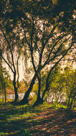 Trees in park