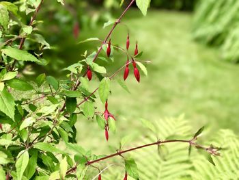 Close-up of red plant