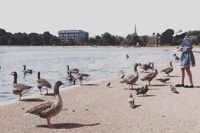 Flock of birds in lake against clear sky