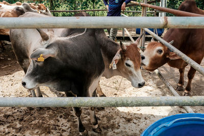 Cows standing in pen