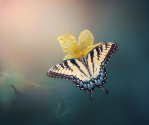 Close-up of butterfly pollinating on flower