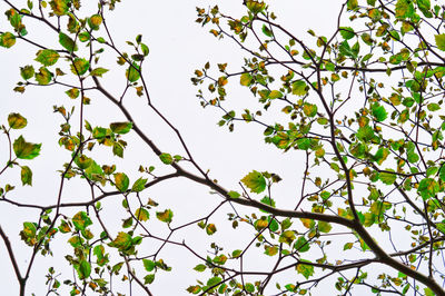 Low angle view of flowering tree against sky