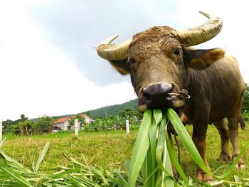 Portrait of cow on field against sky