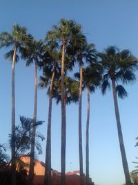 Low angle view of palm trees against clear blue sky