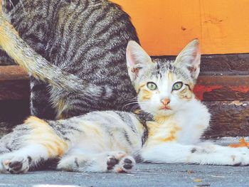 Portrait of kitten relaxing outdoors