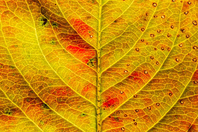 leaf