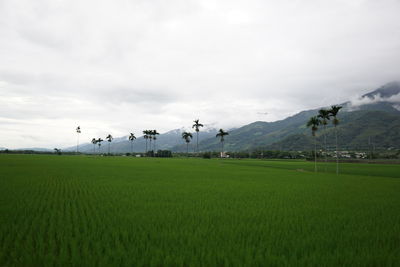 Scenic view of rice field against sky