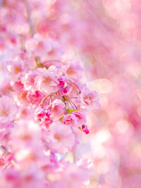 Close-up of pink cherry blossom