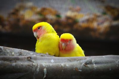 Close-up of parrot perching on yellow leaf