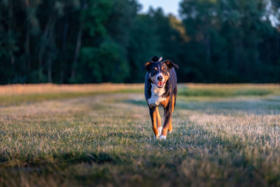 Dog running on field