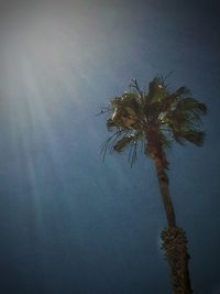 Low angle view of palm trees