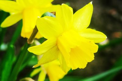 Close-up of yellow flower