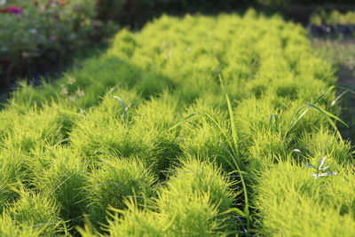 Close-up of grass