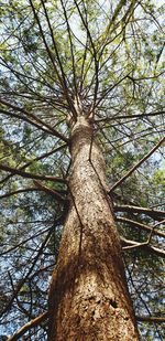 Low angle view of tree trunk against sky