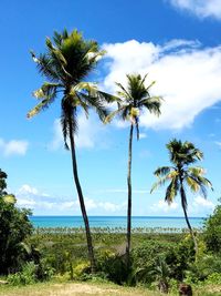 Low angle view of palm trees against sky